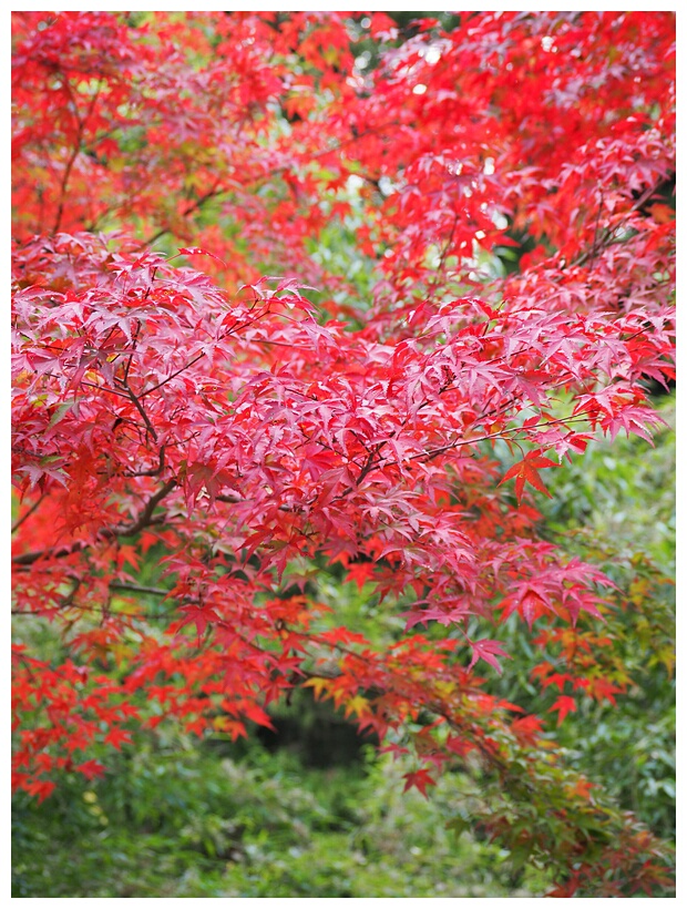 Nakasendo Trail