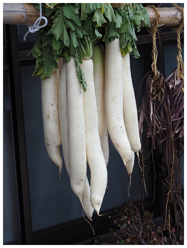 Daikon Radish