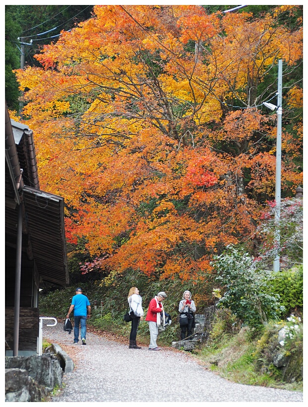 Fall Colours