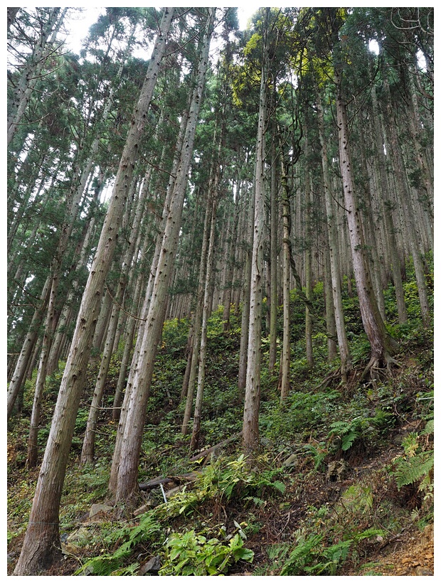 Jigokudani Monkey Park