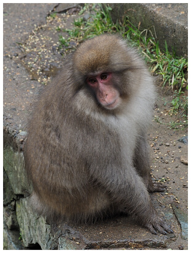 Jigokudani Monkey Park