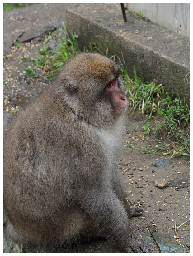 Jigokudani Monkey Park