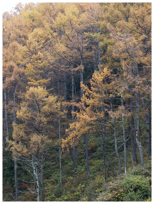 Jigokudani Monkey Park