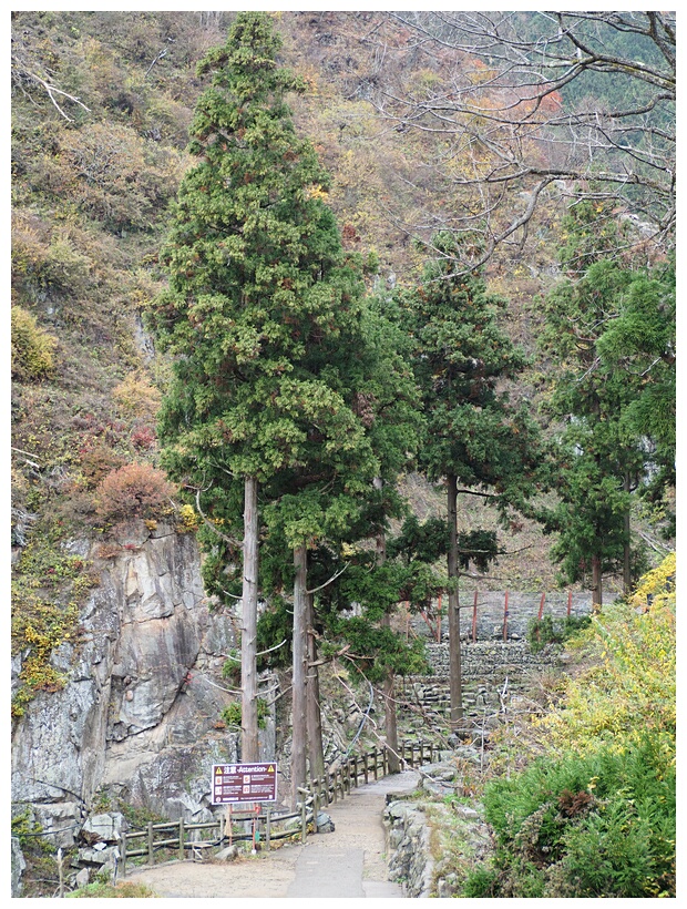 Jigokudani Monkey Park