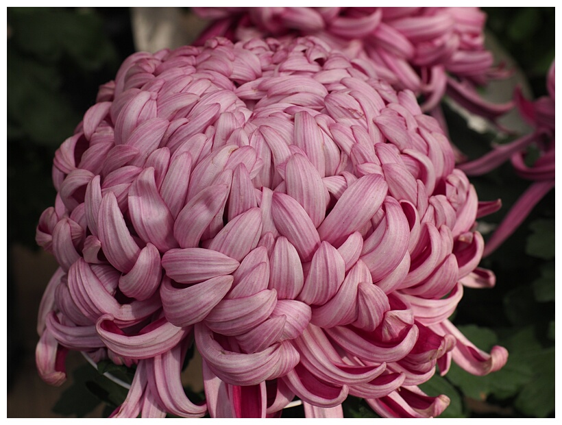 Chrysanthemum Flower Exhibition