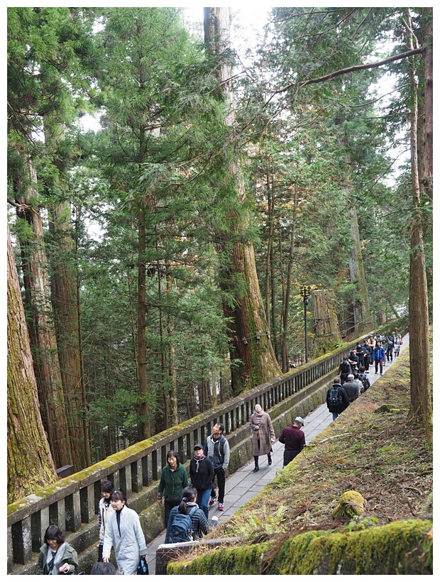 Japanese Cedars