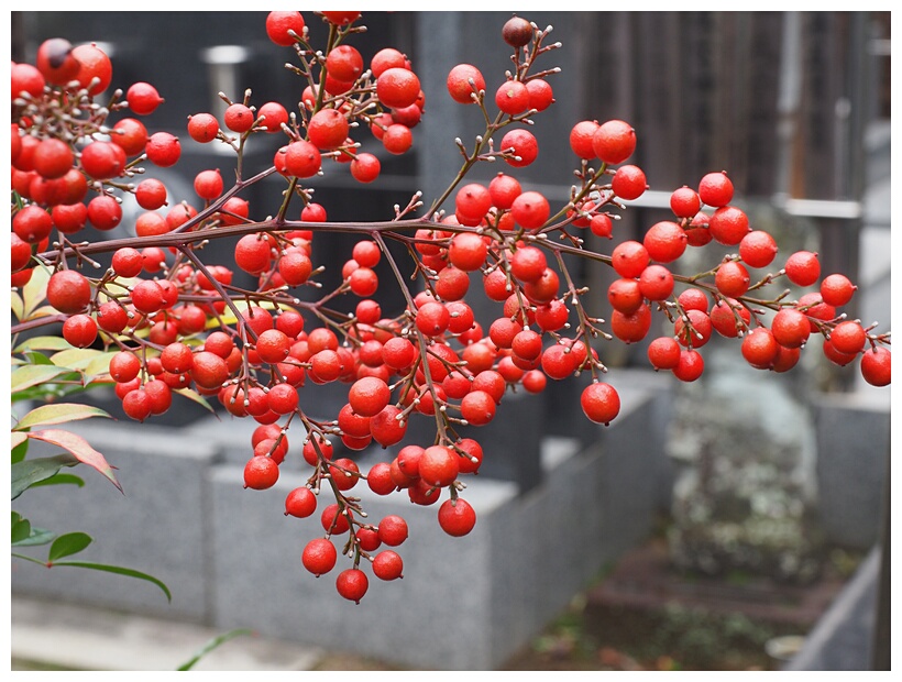 Red Berries