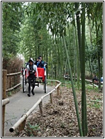 Bamboo Grove