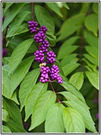 Purple Berries