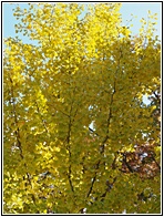 Ginkgo Biloba