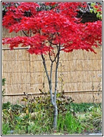 Red Maple