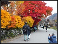 Autumn Colors