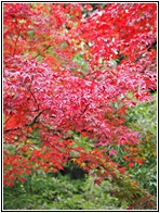 Nakasendo Trail