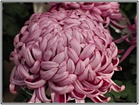 Chrysanthemum Flower Exhibition