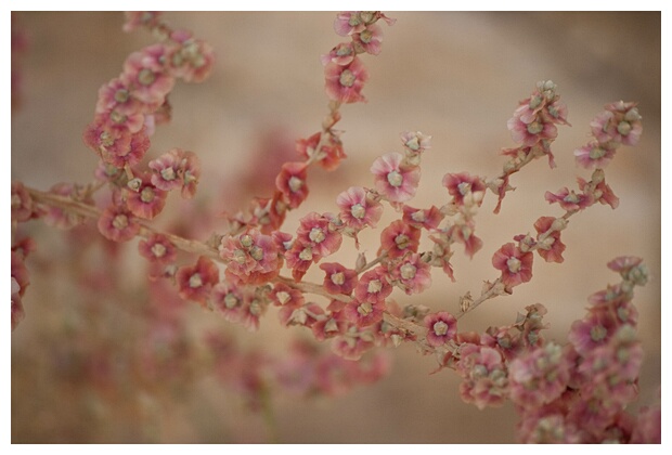 Little Flowers