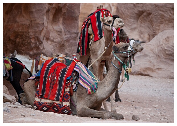 Camel Taxis