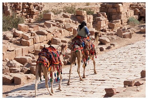 Camels in Petra