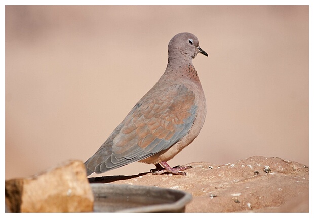 Laughing Dove