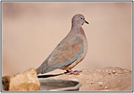 Laughing Dove