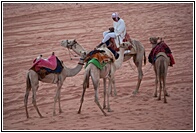 Bedouin with Camels