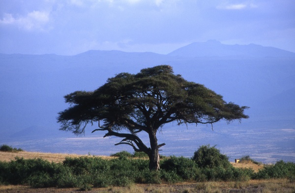 Acacia Tree