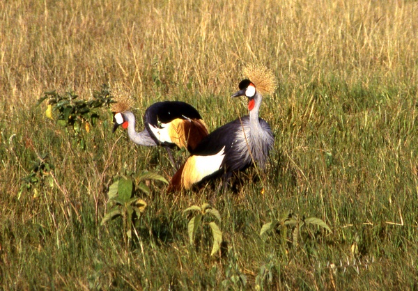 Crowned Cranes 