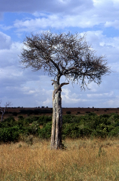 Lonely Tree