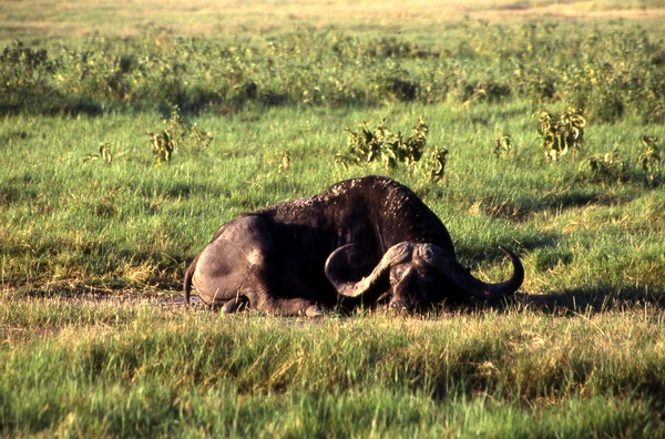 Sleeping Buffalo