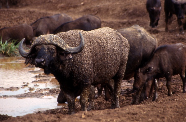 Muddy Buffalo