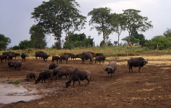 Buffalos Drinking