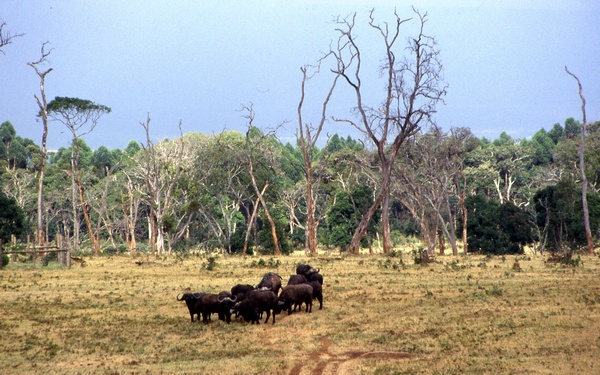 Buffalo Herd