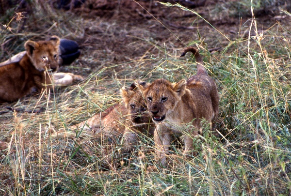 Lions Cubs