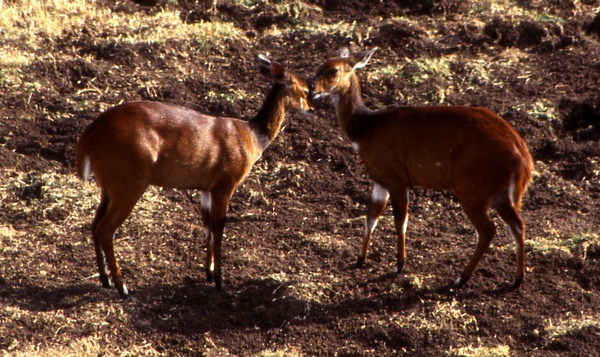 Young Bushbucks