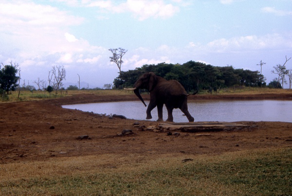 Angry Elephant