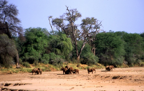 Elephants