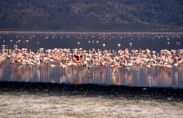 Lesser Flamingoes