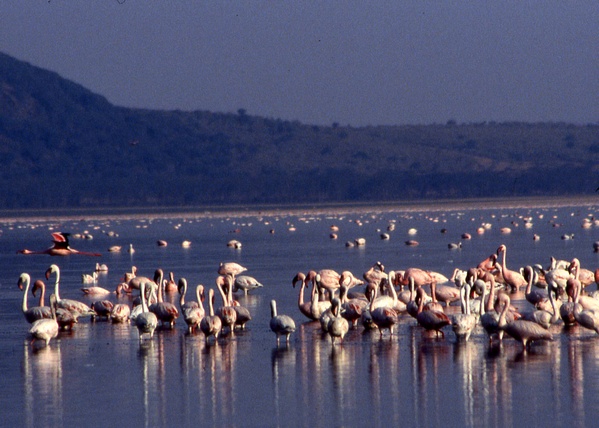 Lesser Flamingoes