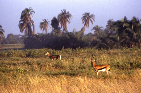 Gazelles