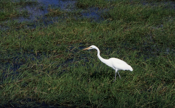 White Heron