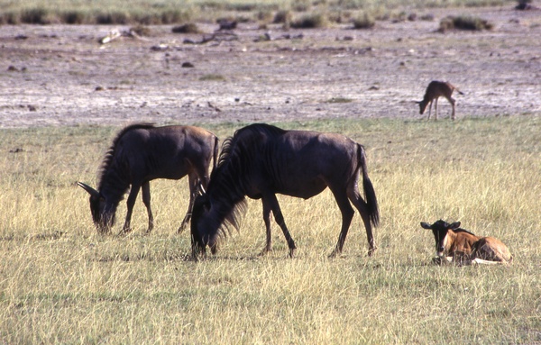 Wildebeests