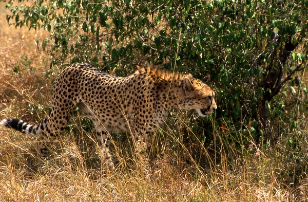 Cheetah