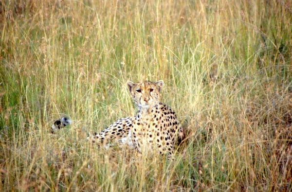 Cheetah