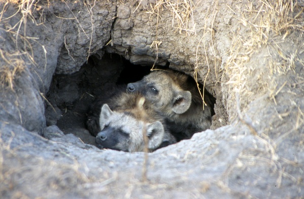 Hyena Calfs