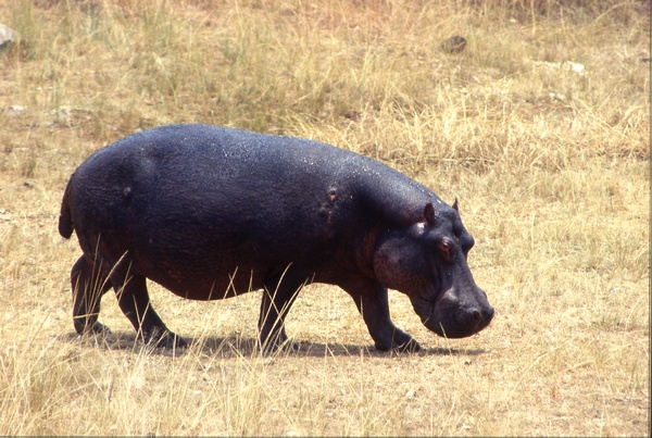 Hippopotamus