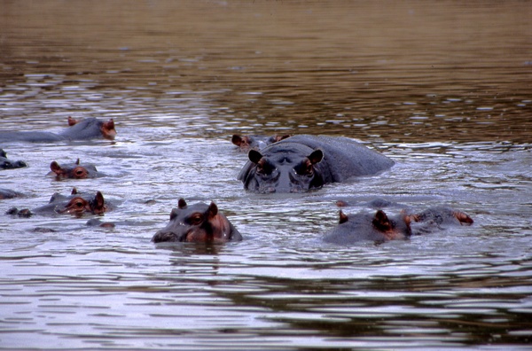 Hippopotamus