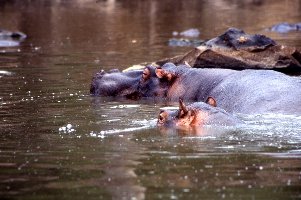 Hippopotamus