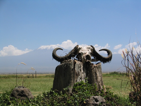 Buffalo Skull