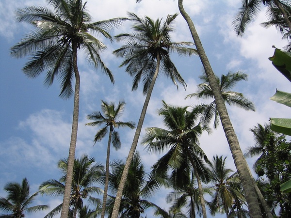 Coconut Trees