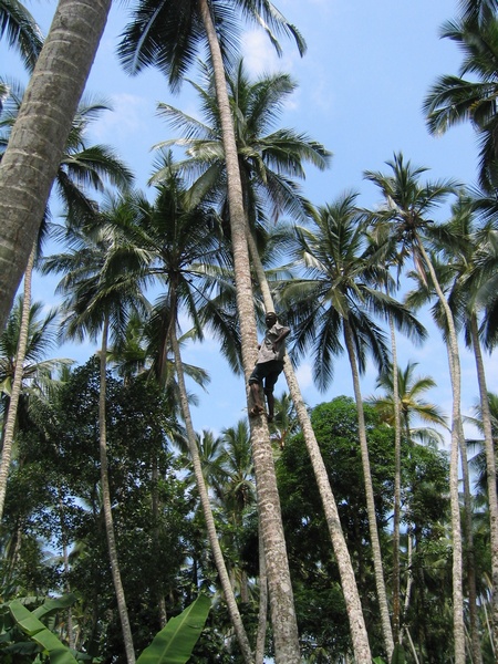 Coconut Palms