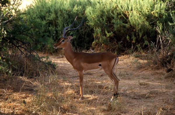 Impala